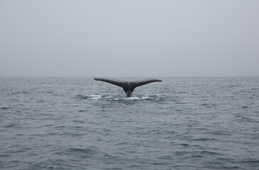Fototapeta premium humpback tail