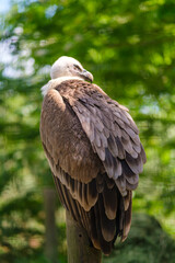 A vulture sitting on a tree 