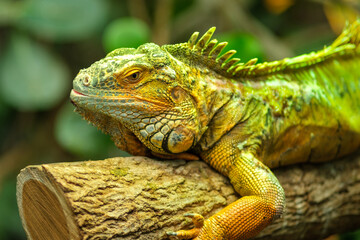 Close up view of a green Iguana resting on a tree