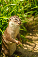 A single river Otter being curious