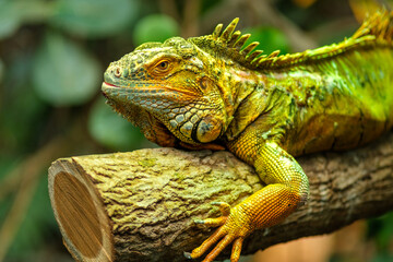 Close up view of a green Iguana resting on a tree