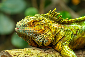 Close up view of a green Iguana resting on a tree 