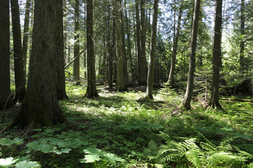 Obraz premium trees in the forest