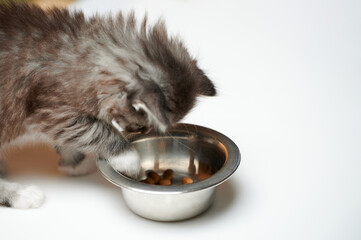 Kitty eat from metal