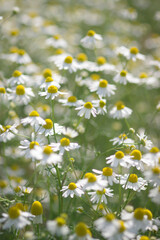 camomile flowers in a green meadow