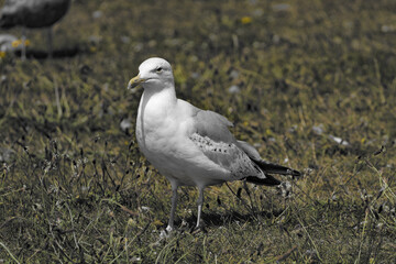 A beautiful portrait shot of a seagull at Crosby Beach. This photo was taken on a very hot and sunny summer day.