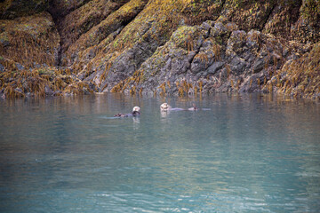 Otters in the water