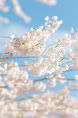 cherry blossom, kenza cherry blossom,