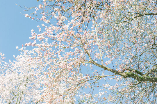 cherry blossom, kenza cherry blossom,
