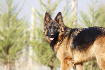 german shepherd dog