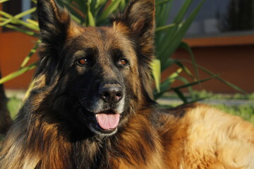 german shepherd dog