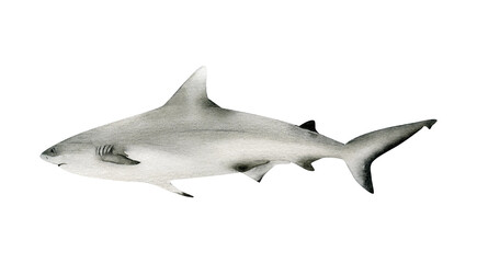 Hand-drawn watercolor grey reef shark illustration isolated on white background. Underwater ocean creature. Marine animals collection