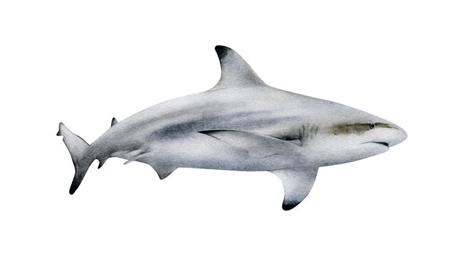 Hand-drawn watercolor blacktip reef shark illustration isolated on white background. Underwater ocean creature. Marine animals collection
