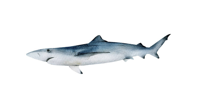 Hand-drawn watercolor blue shark illustration isolated on white background. Underwater ocean creature. Marine animals collection