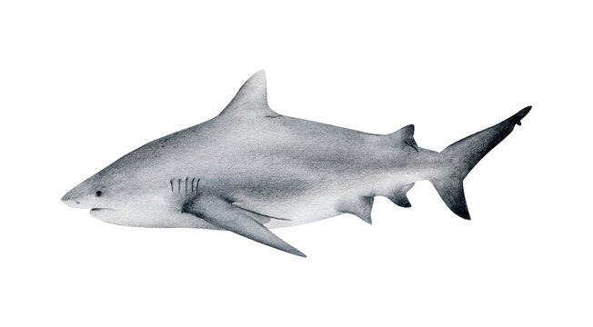 Hand-drawn watercolor bull shark illustration isolated on white background. Underwater ocean creature. Marine animals collection