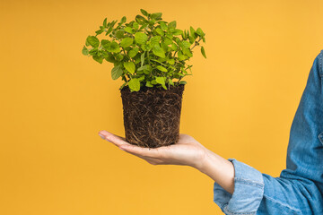 Close-up shot of a woman holding a green plant in palm of her hand. Woman holding a young fresh...