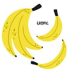 set of tropical exotic fruits bananas, vector hand drawn - 512840420
