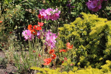 A beautiful landscape shot of flowers in bloom during the summer months. This photo has been taken at a public garden.