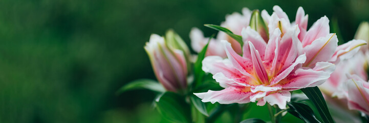 Scented pollen-free double lilies in garden with green background