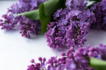 Postcard with purple lilacs. Beautiful spring flowers