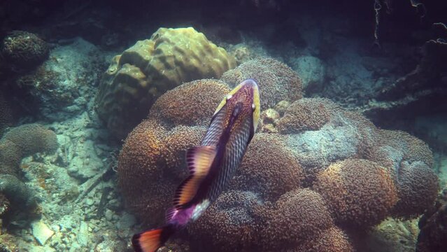 Underwater video of Titan Triggerfish or Balistoides viridescens in Gulf of Thailand. Giant tropical fish swimming among reef. Wild nature, sea life. Scuba diving or snorkeling. 