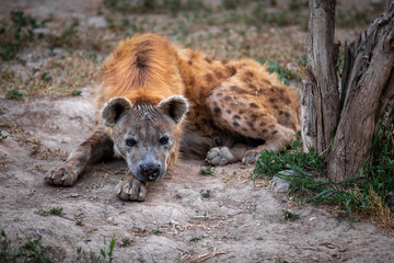 The spotted hyena (Crocuta crocuta), also known as the laughing hyena.