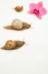 snails and green leaves on white background spa wellness concept with blank space for inscriptions and headlines