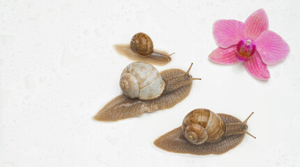 snails and green leaves on white background spa wellness concept with blank space for inscriptions and headlines