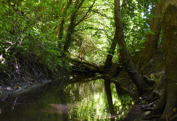 Small pond in the forest