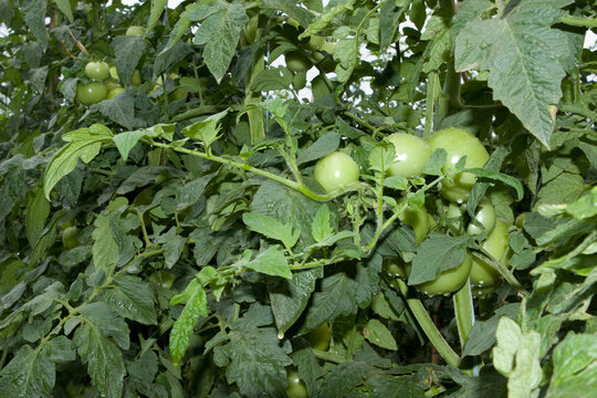 Tomates verdes em pencas durante um dia chuvoso em lavoura altamente produtiva