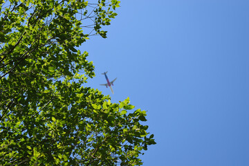 green leaves and airplane against the sky