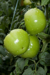 Tomates verdes em pencas durante um dia chuvoso em lavoura altamente produtiva