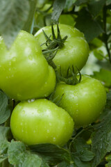 Tomates verdes em pencas durante um dia chuvoso em lavoura altamente produtiva