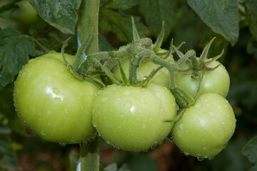 Tomates verdes em pencas durante um dia chuvoso em lavoura altamente produtiva