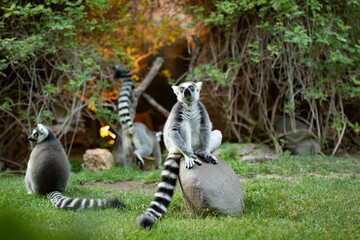 Lemur curioso © Samu Carvajal