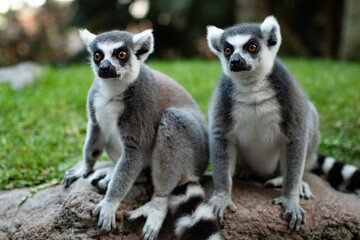 Lemur curioso