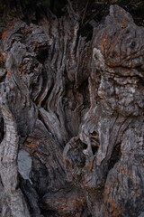 Fondo de pantalla para publicación, árbol seco.
