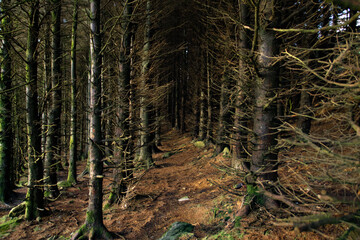 Fondo de pinos en Irlanda