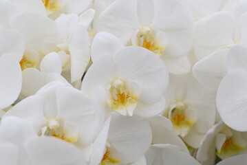 Naklejka na ściany i meble Beautiful flowers from the tropical japanese orchid.