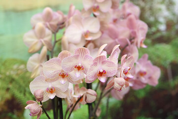 Beautiful flowers from the tropical japanese orchid.