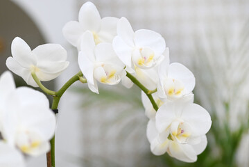 Beautiful flowers from the tropical japanese orchid.