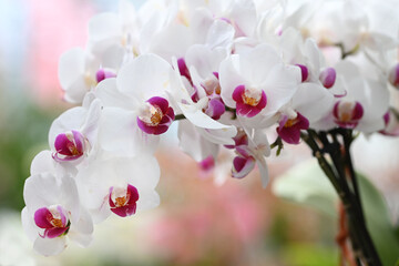 Obraz premium Beautiful flowers from the tropical japanese orchid.
