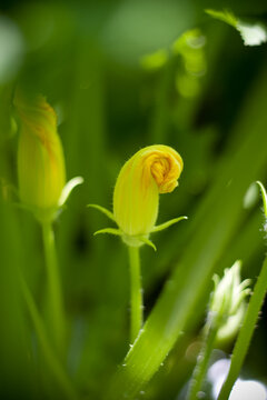 Flores de abobrinha italiana em lavoura