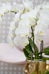 Beautiful flowers from the tropical japanese orchid.