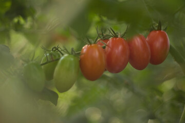 Pencas de tomate cereja amadurecendo no pé em lavoura