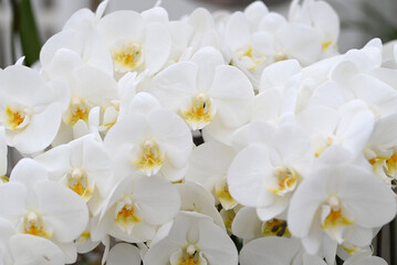 Naklejka na ściany i meble Beautiful flowers from the tropical japanese orchid.