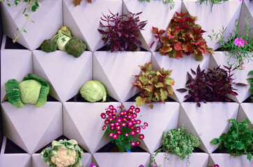 Fototapeta na wymiar Arrangement of flowers, salad, cabbage, etc.
