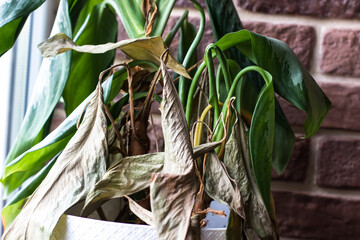 A half-withered dieffenbachia flower. Flowers during the war
