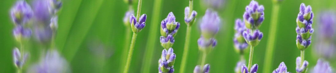 Lavender bloom, website banner with selective focus. Flowers and blurry background. Fields and meadows