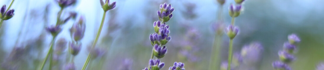 Lavender bloom, website banner with selective focus. Flowers and blurry background. Atmospheric photo of nature